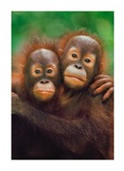 blanco kaart orang oetans